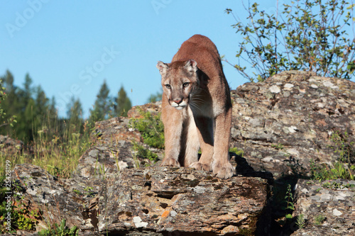 Mountain Lion photo