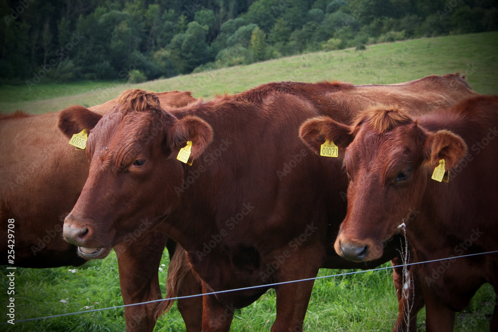 Two cows in the meadow Two cows in the meadow
