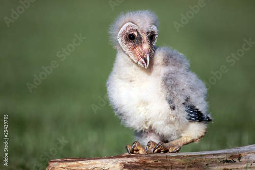 Cuadro en lienzo Barn Owlet