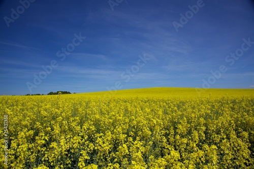Rapeseed field on a sunny day
