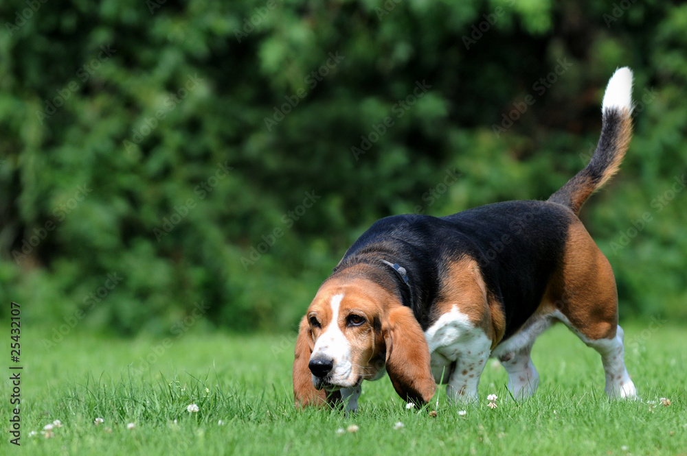 Beagle auf der Wiese