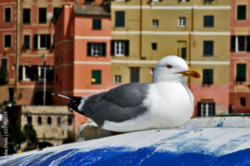 Case liguri con gabbiano, Camogli photo