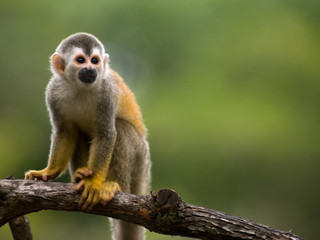 Fotobehang Aap Doodshoofdaapje op tak in Costa Rica  © buteo