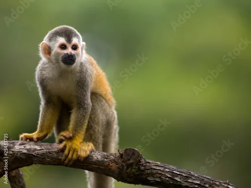 Fototapeta Wiewiórcza małpa w gałąź w Costa Rica