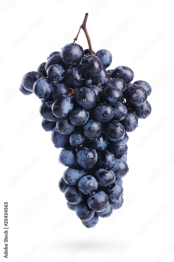 The branch of grapes with water drops, isolated The branch of grapes with water drops, isolated