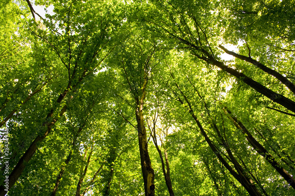 forest forest