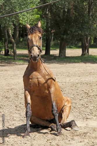 dressage,puszta