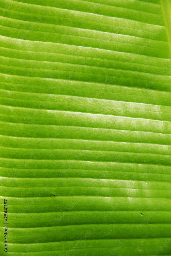 Structure of fresh green leaf of a plant with proveins Structure of fresh green leaf of a plant with proveins