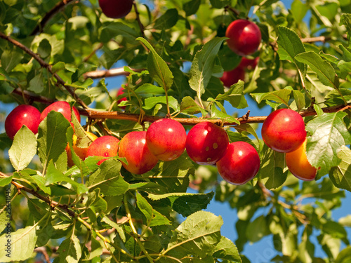 Wildpflaume - Prunus cerasifera photo