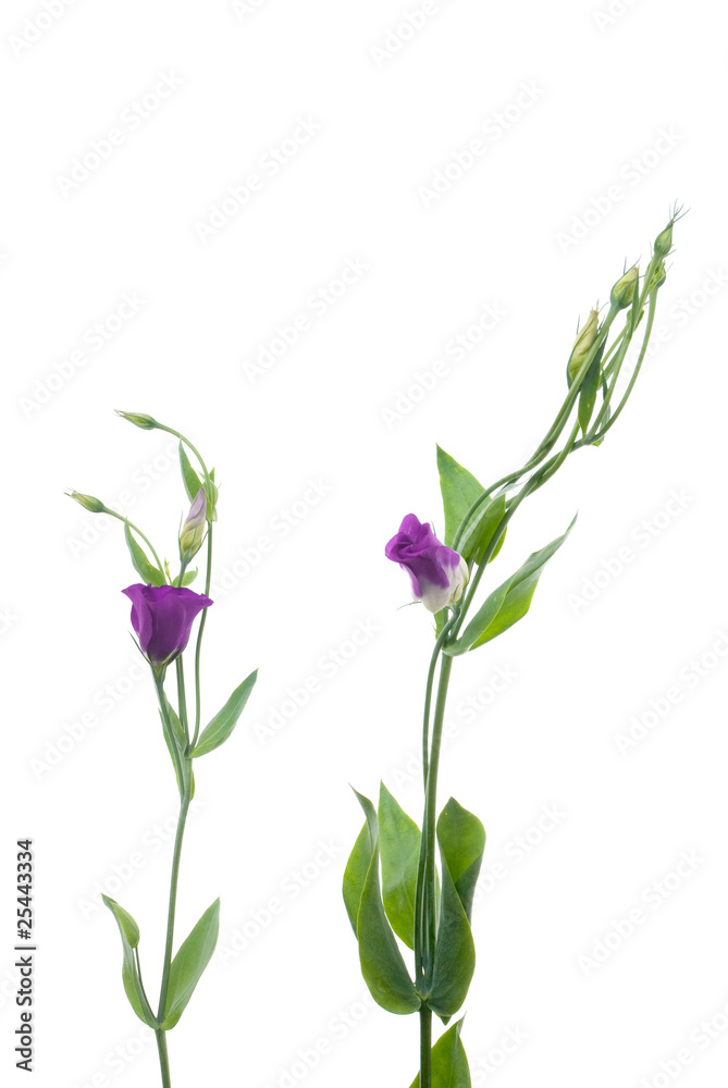 Obraz premium Beautiful violet flowers