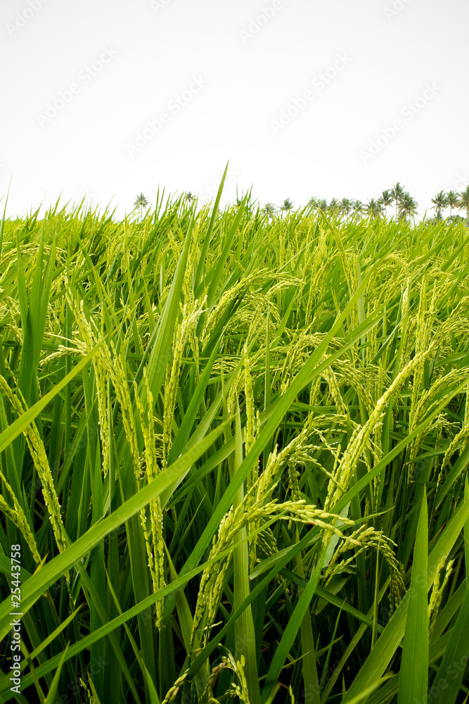 Fototapeta premium Paddy field in asian country