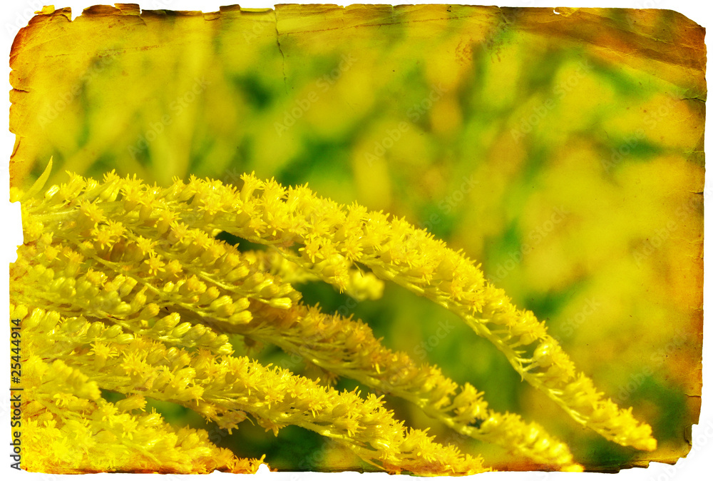 Grunge yellow flower paper background or card
