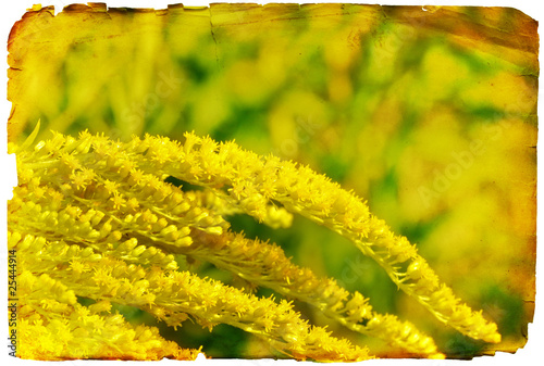Grunge yellow flower paper background or card