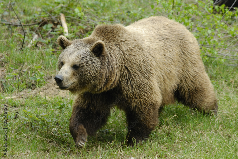 Braunbär (Ursus arctos) im Nationalpark Bayerischer Wald Braunbär (Ursus arctos) im Nationalpark Bayerischer Wald