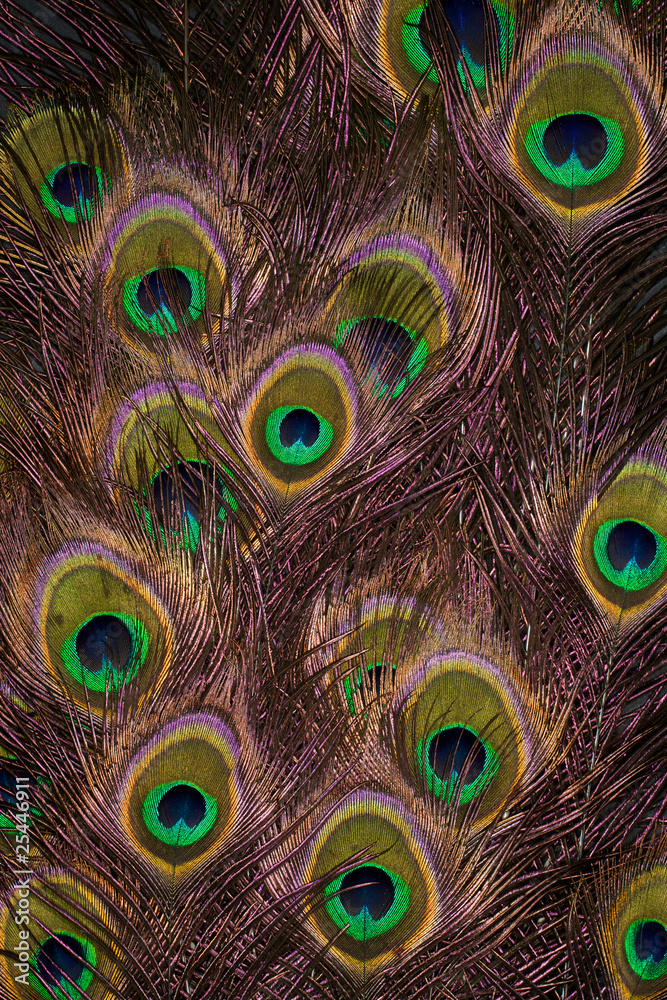 Fototapeta premium Peacock Feathers