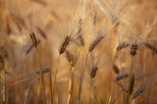 Weizenfelder im Sommer