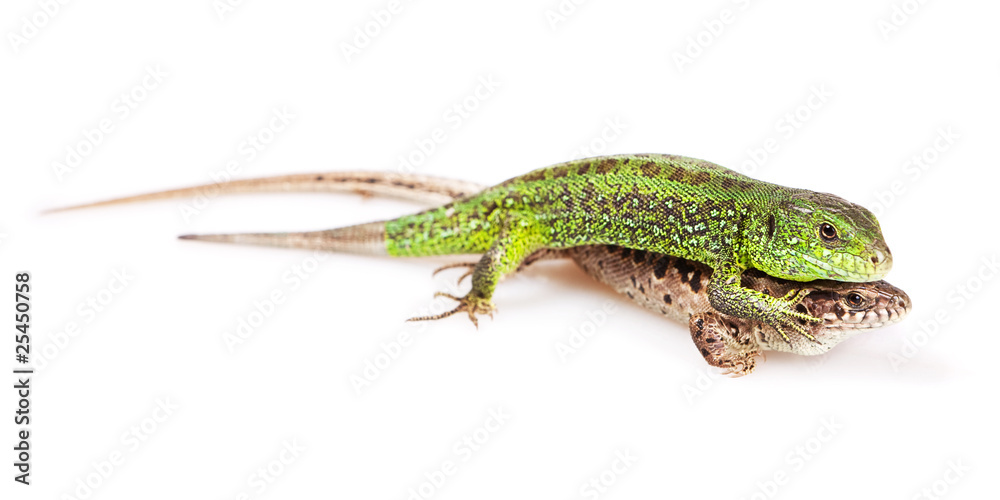 Naklejka premium Lizards isolated on white background.