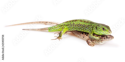 Lizards isolated on white background.