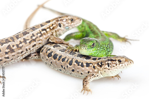 Lizard isolated on white background.