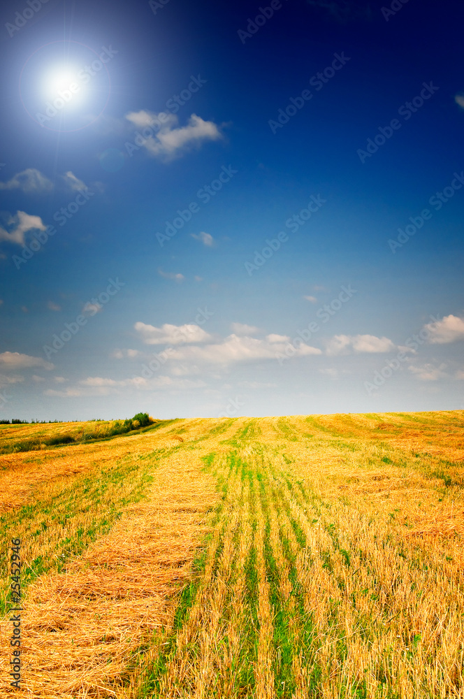 Mown field of wheat and amazing blue sky with white clouds. Mown field of wheat and amazing blue sky with white clouds.