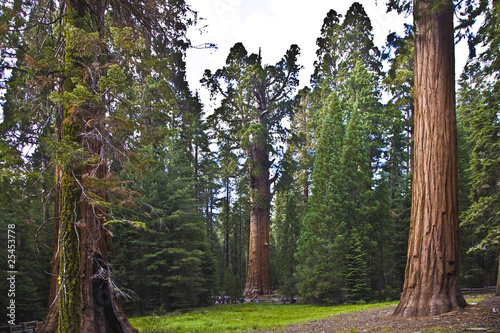 tall and big sequoias in beautiful sequoia national park
