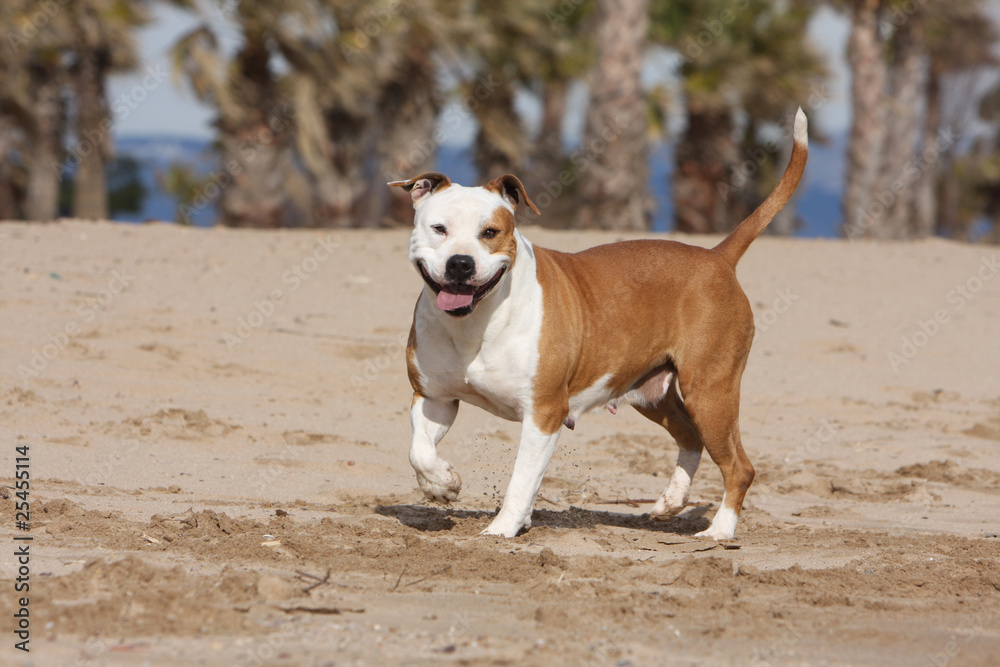 happy american staffordshire bull terrier on holidays