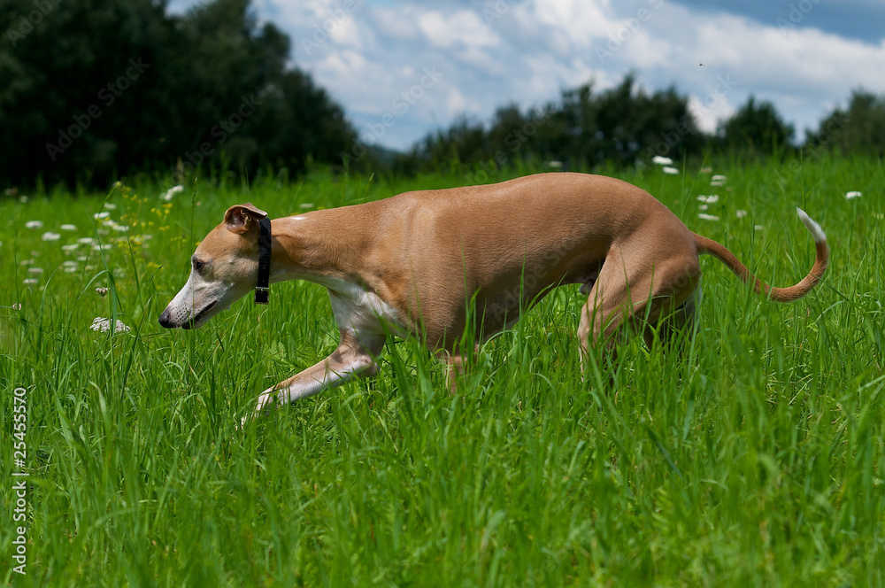 Hübscher, suchender Whippet im Gras Hübscher, suchender Whippet im Gras
