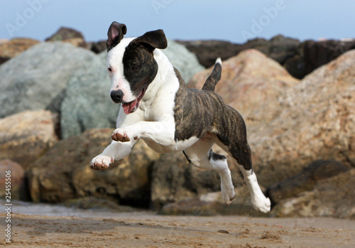 beautiful jump of the dog on the beach photo