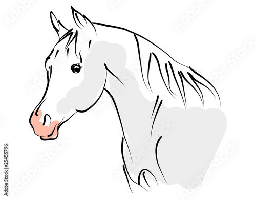vector camargue horse