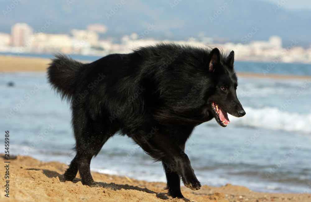 Fototapeta premium allure décidée du groenendael sur le rivage