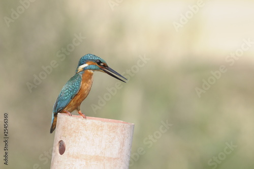 The Common Kingfisher (Alcedo atthis) photo