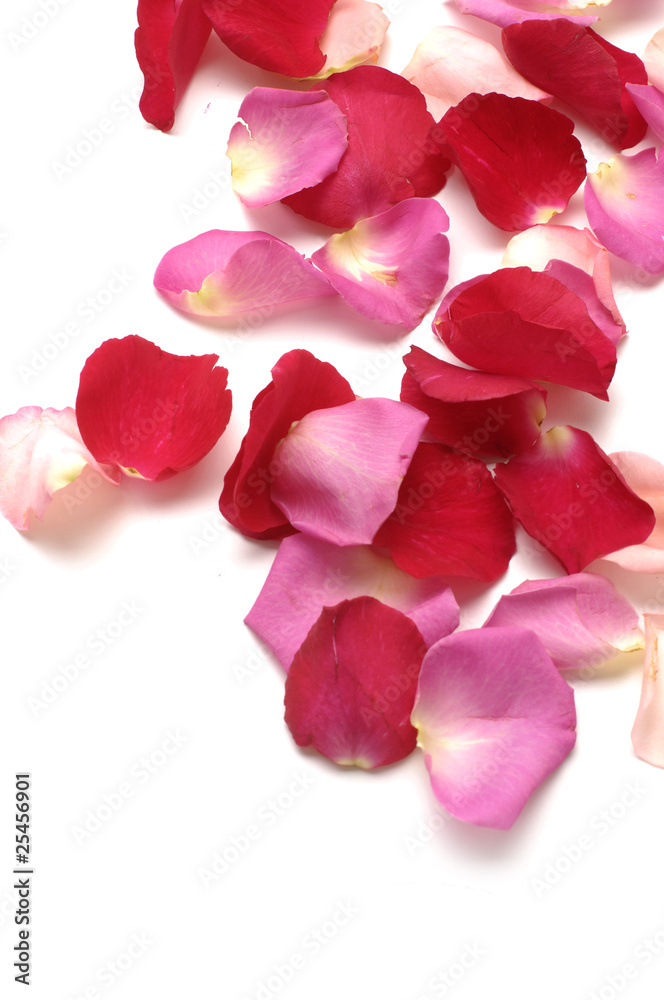 Rose Petals with copy space