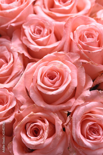 Close up multiple pink roses