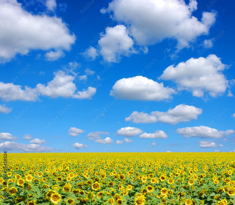 sunflowers sunflowers