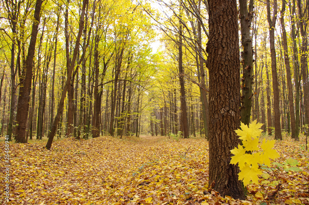 Obraz premium autumn trees