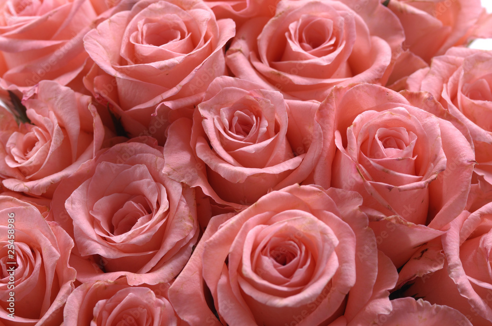 bunch of pink roses background bunch of pink roses background