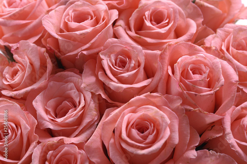bunch of pink roses background
