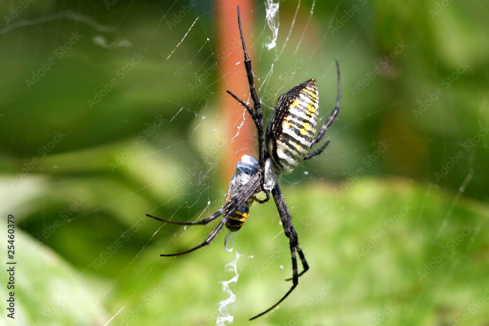 Banded Garden Spider - Argiope trifasciata Banded Garden Spider - Argiope trifasciata