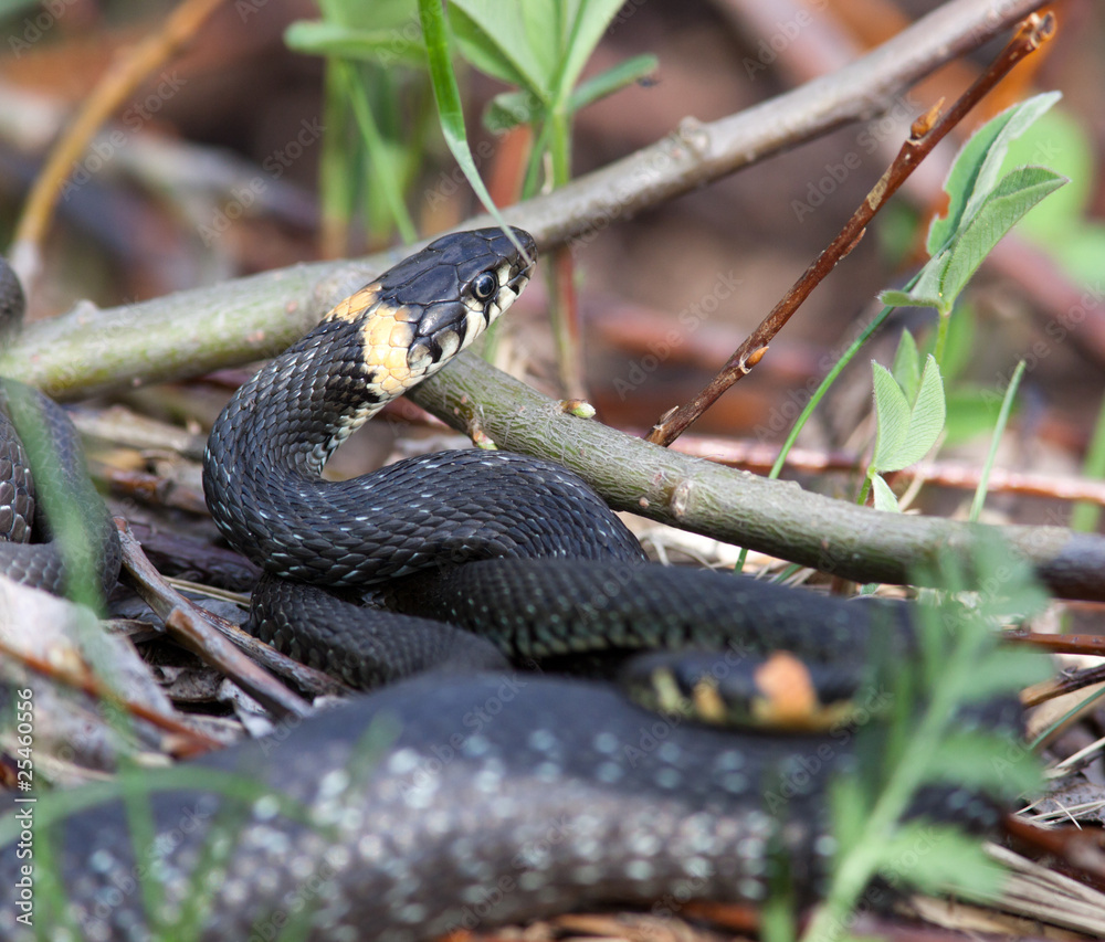 Obraz premium Natrix natrix, Grass Snake