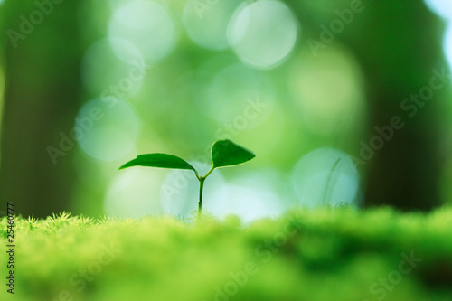 Fototapeta Naklejka Na Ścianę i Meble -  新芽