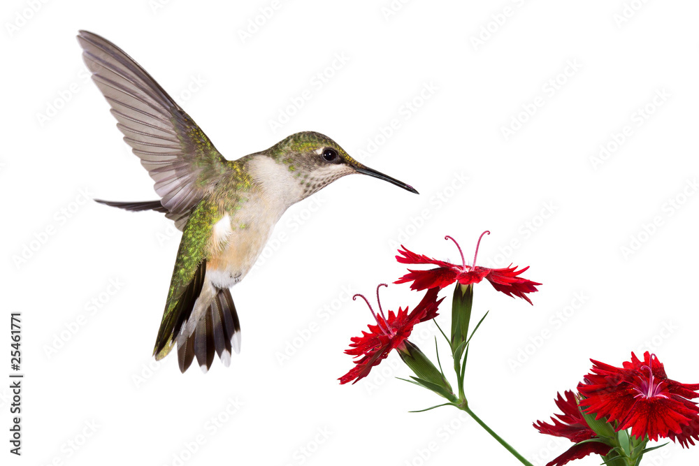 hummingbird and three dianthus - obrazy, fototapety, plakaty 