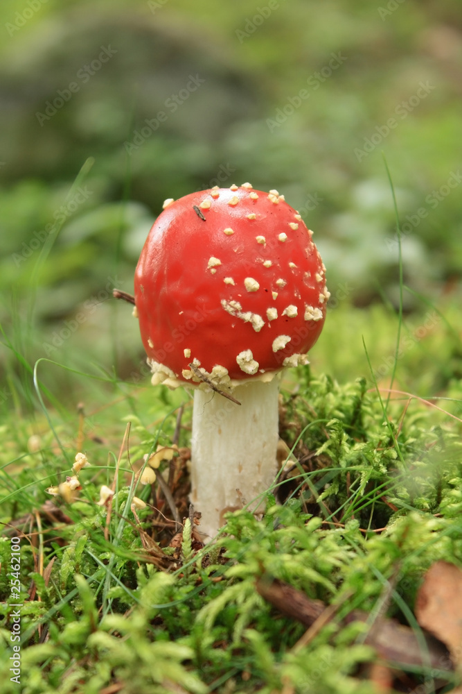 Fly agaric Fly agaric