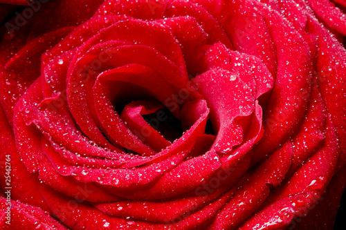 Fototapeta Naklejka Na Ścianę i Meble -  Macro image of dark red rose with water droplets.