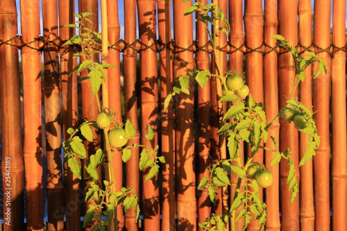 tomaten