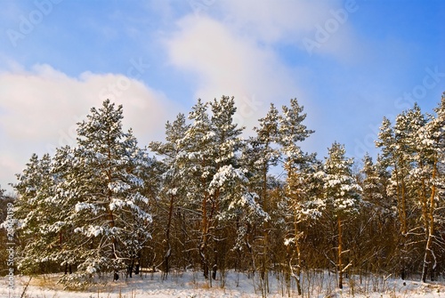 Wallpaper Mural winter pine forest by a bright day Torontodigital.ca