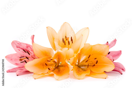 Yellow and Pink lilies on a white background
