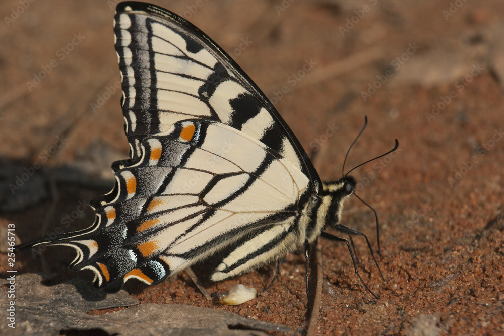 Fototapeta premium Swallowtail batterfly (Papilio rutulus)