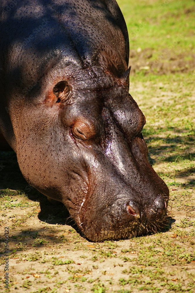 Hippo Hippo