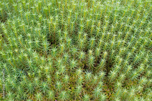 Green Moss Background (Polytrichum commune) photo