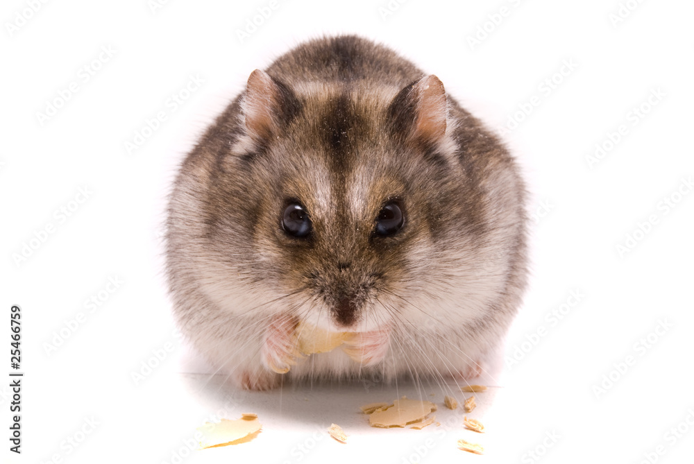 Dwarf hamster eating pumpkin seed Dwarf hamster eating pumpkin seed